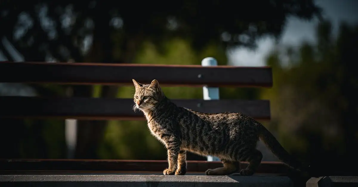 Savannah kat huisdier