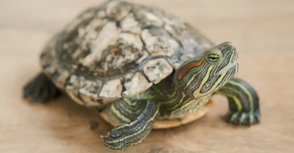 Schildpad als huisdier verboden