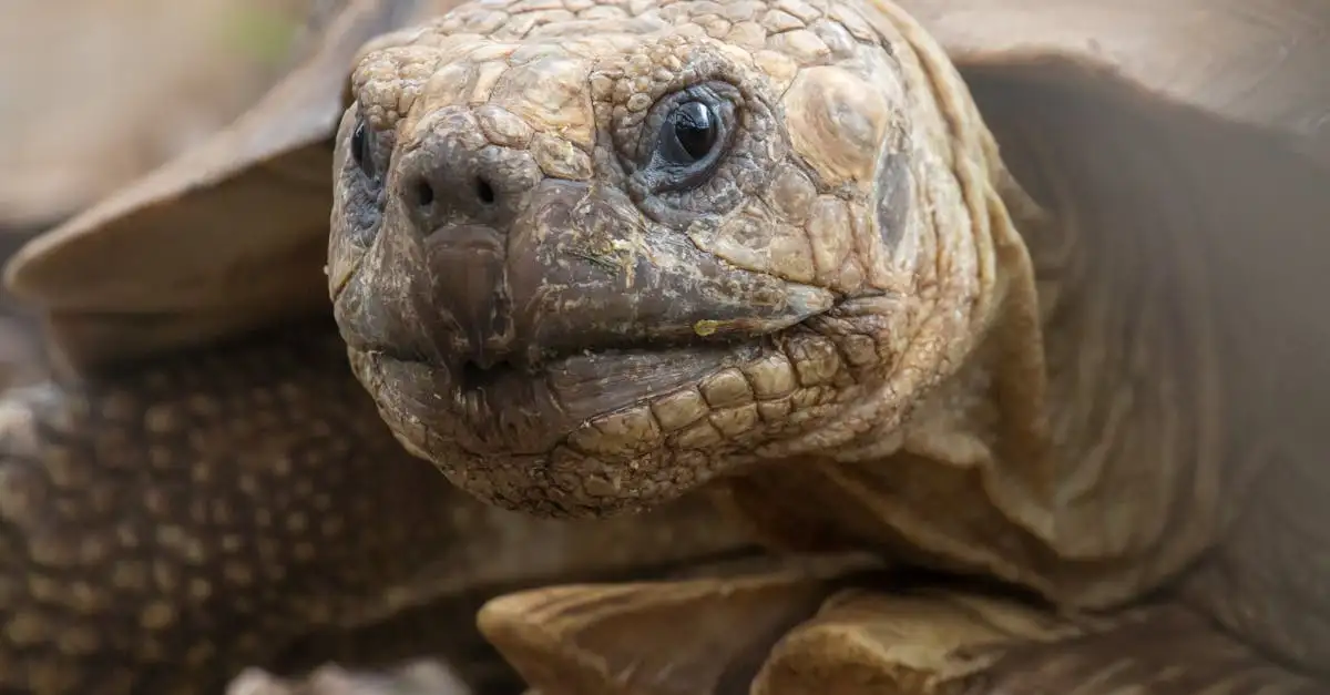 Schildpad huisdier verzorging: Tips voor een gezond leven