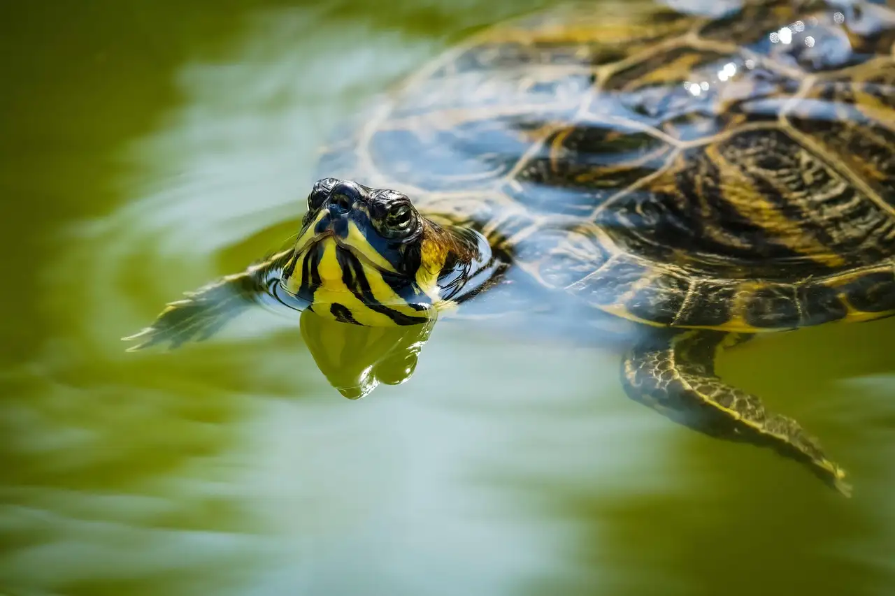 Schildpad huisdier kopen