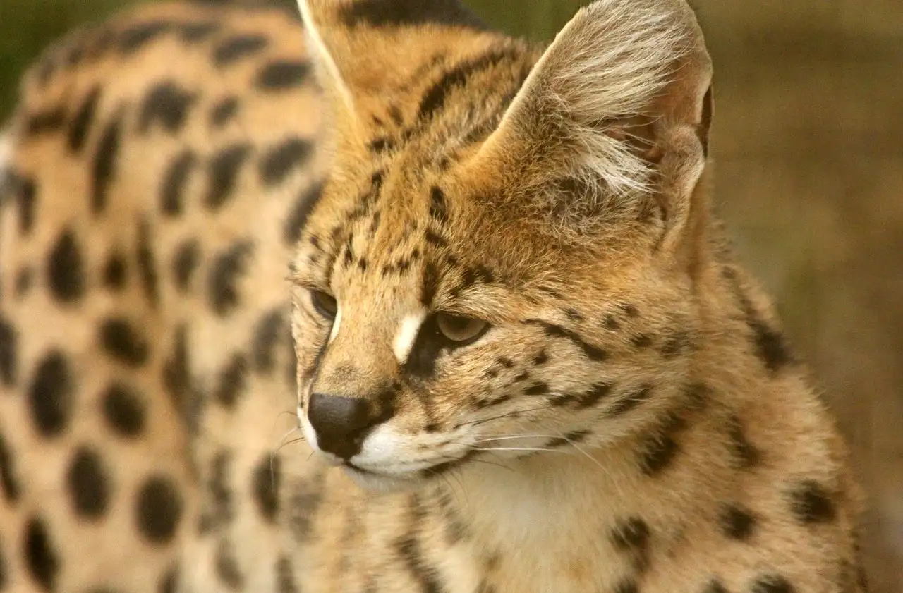 Serval als huisdier kopen: Informatie en tips