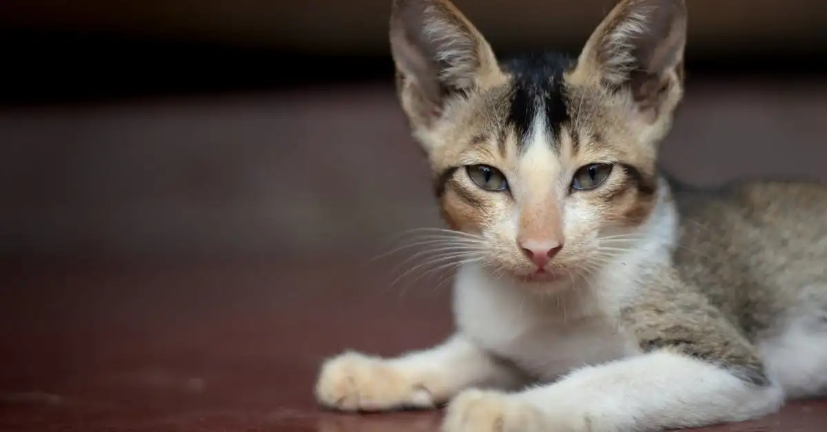 Snacks voor katten: wat je moet weten over gezonde tussendoortjes voor je kat