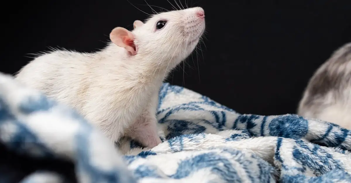 Soorten ratten als huisdier: kies de beste soort