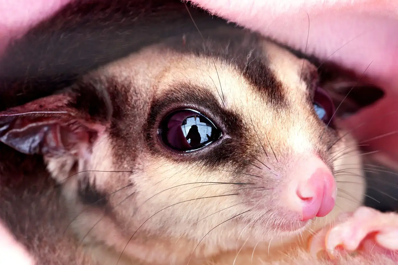 Sugar glider huisdier