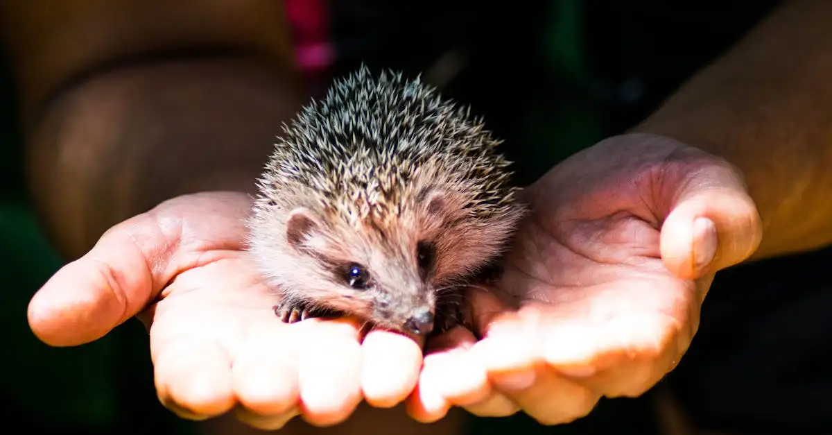 Wat moet je weten over de tenrec egel als huisdier?