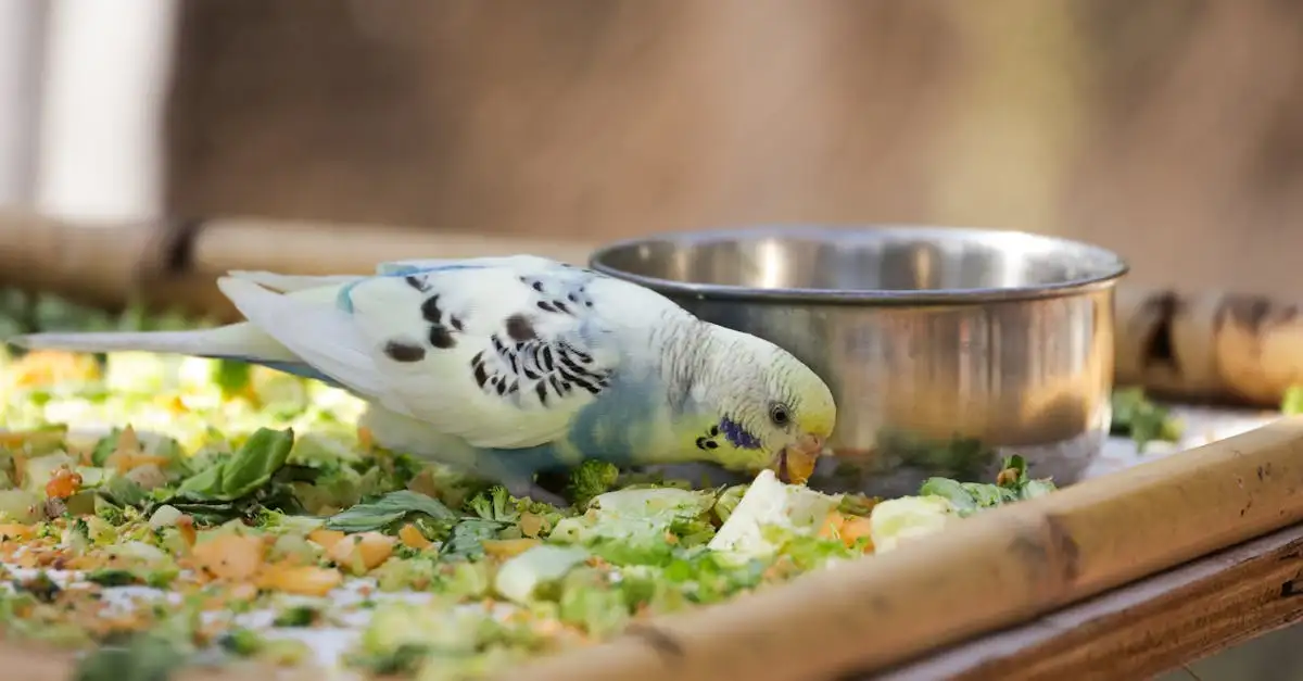 Tropische vogels als huisdier: Verzorging en tips