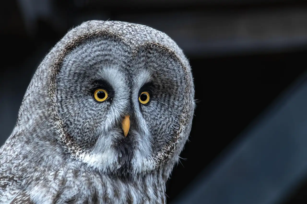 Mag je een uil als huisdier houden
