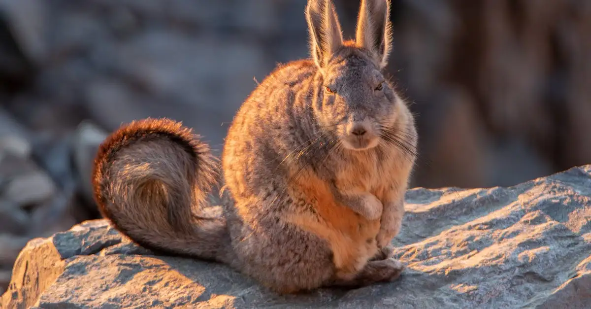 Viscacha als huisdier: alles over deze unieke knaagdieren