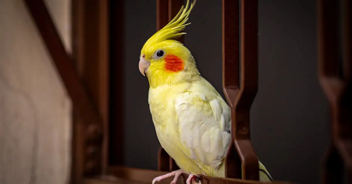 Vogel als huisdier binnen