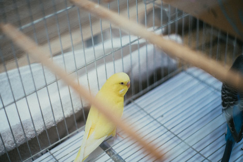 Vogelgriep in Nederland: tentoonstellingen met hobbyvogels vanaf 3 april 2026 weer toegestaan