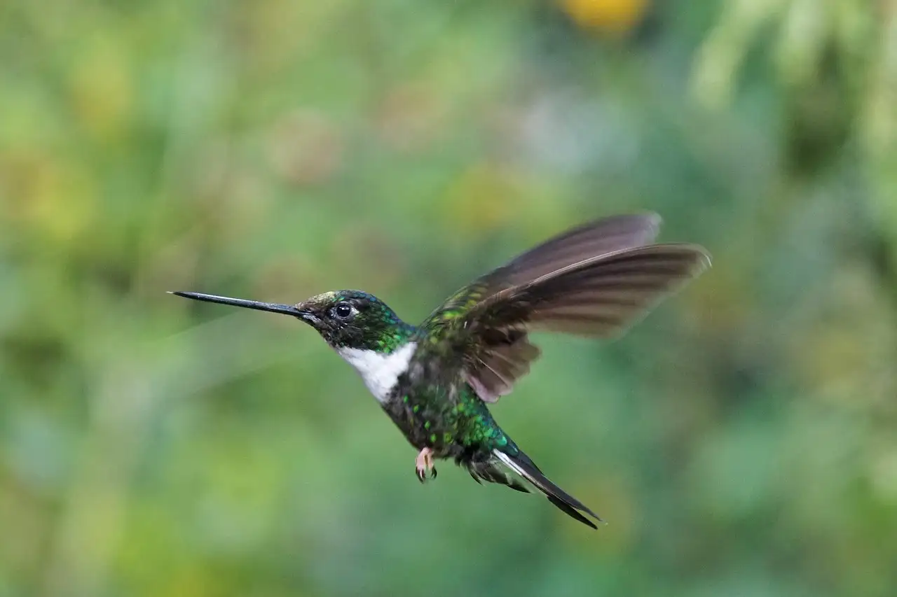 Vogeltjes huisdier