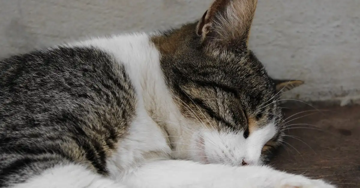Welk huisdier past bij mij? Tips van Dierenbescherming