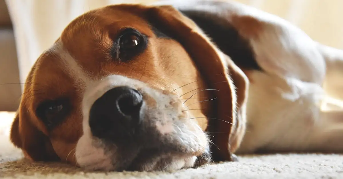 Welke dieren mag je als huisdier houden in België?
