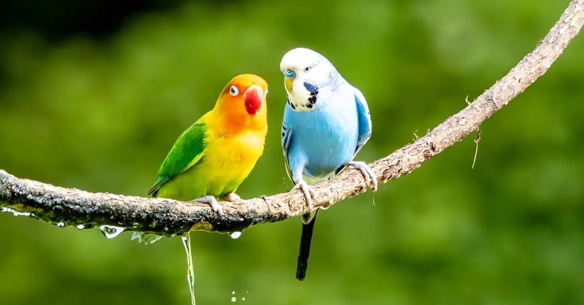 Welke dieren mogen als huisdier