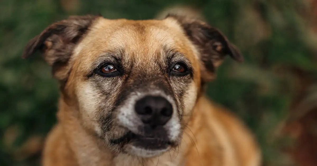 Welke dieren zijn toegestaan als huisdier?