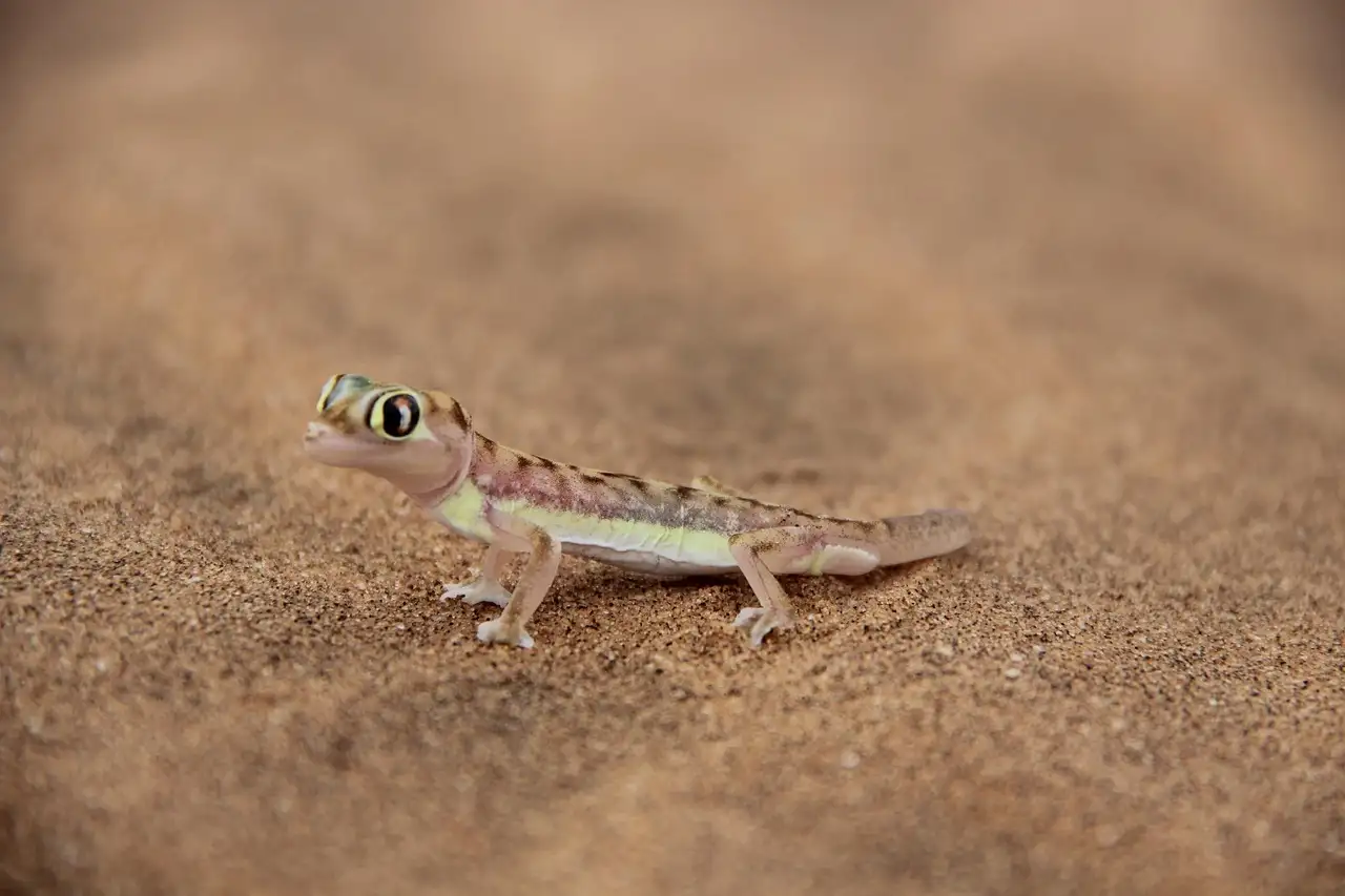 Welke gekko als huisdier
