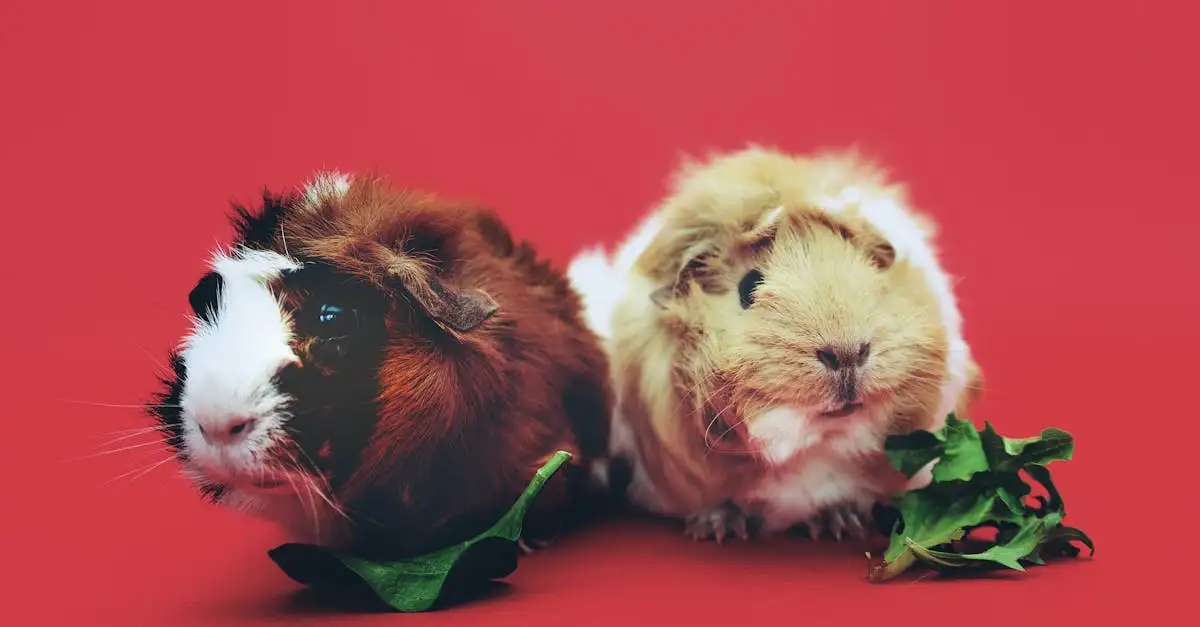 Welke knaagdieren als huisdier