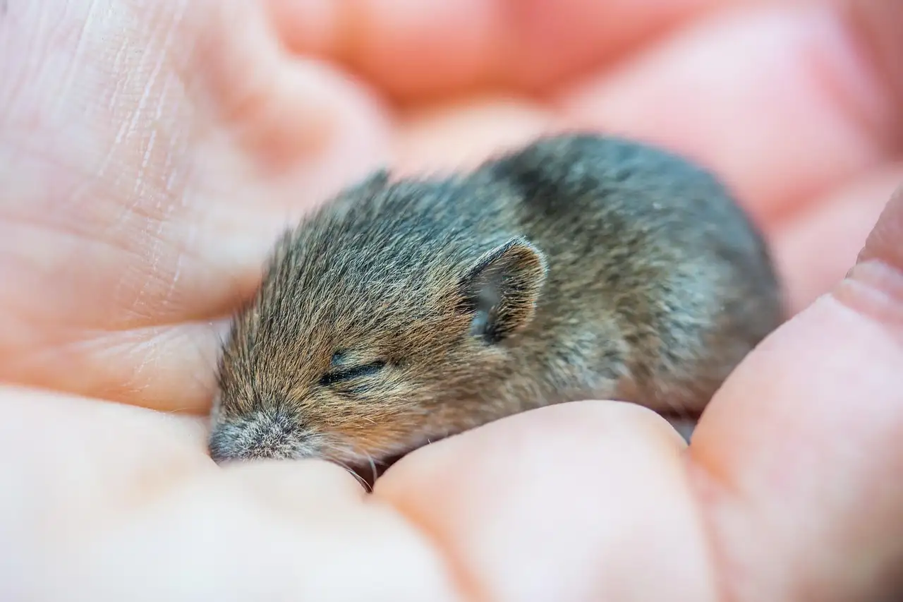Wilde muis als huisdier