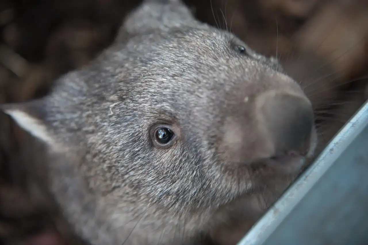 Wombat huisdier