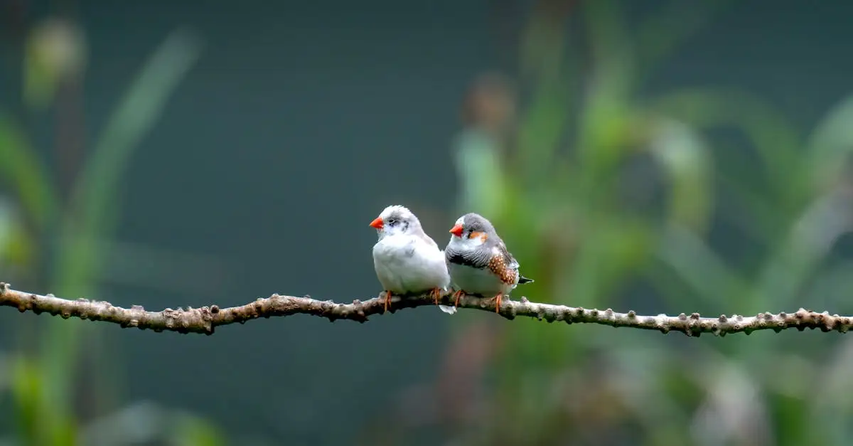 Zangvogels als huisdier: verzorging en tips